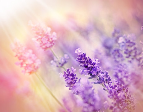 Soft focus on beautiful lavender - lit by sunbeams
