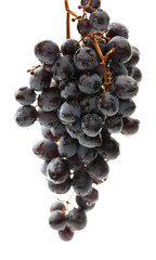 Fototapeta premium Twig of black grape