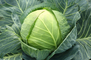 Obraz premium Green head of cabbage