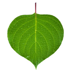 Green leaf