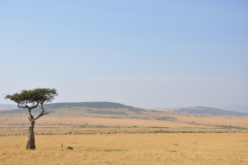 Naklejka premium Paysage d'Afrique