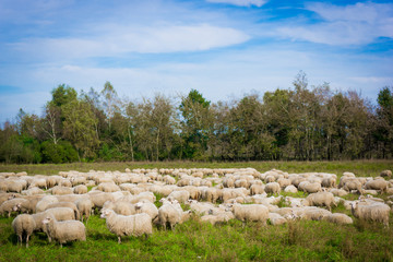  sheep on the  meadow.  Sheep graze in the meadow. Herd of sheep