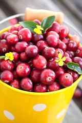 Fresh red cranberry