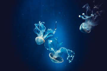 Underwater paradise.  Swimming Jellyfish On Blue Background © EwaStudio