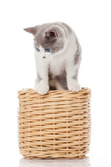 Obraz na płótnie Canvas British kitten in box. cute kitten on white background