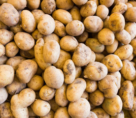 potatoes on a market.  Fresh organic young potatoes