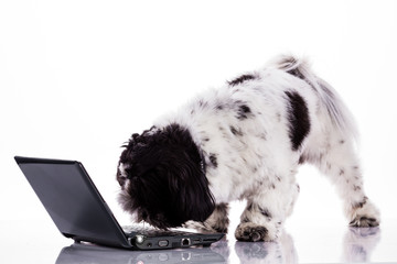 Shih tzu dog  with laptop.