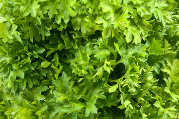 parsley as background