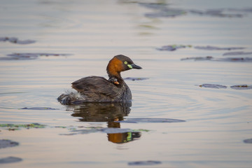 Lovely Little Grebe  with her baby sit on the back