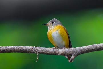 Obraz premium Muscicapa ferruginea catch on the branch