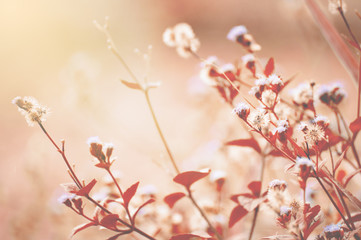 retro flowers background