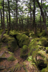 Obraz premium Mossy forest
