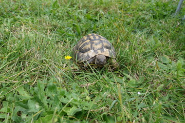 Tortue d'Hermann 3