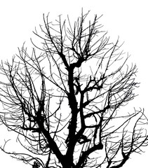 Silhouette Dead Tree on Isolated White Background