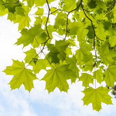 Green maple leaves above cloudy sky background