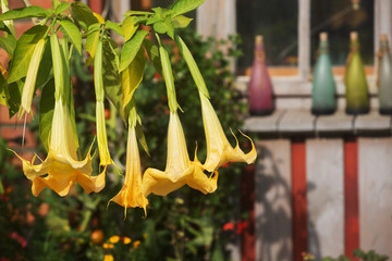 Brugmansia and other blooming flowers in front of a facade