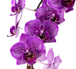 Pink orchid isolated on white.