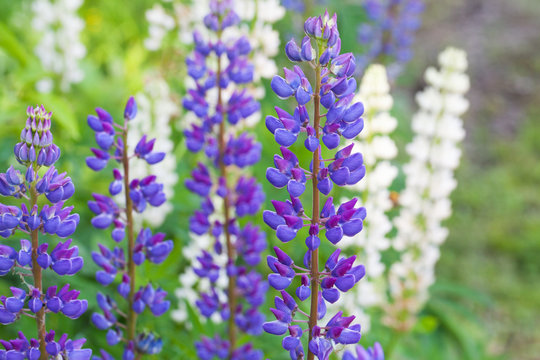 Colorful lupine flowers on the meadow in summer