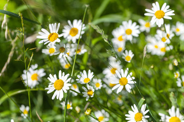 Wild daisies grow on a summer meadow