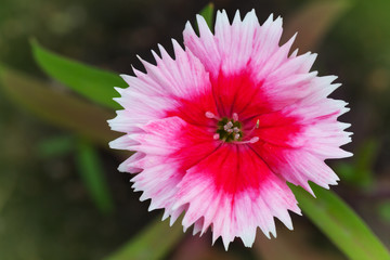 Obraz premium Wild carnation red flower. Macro photo with selective focus