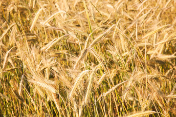 Closeup photo of ears on golden field of rye