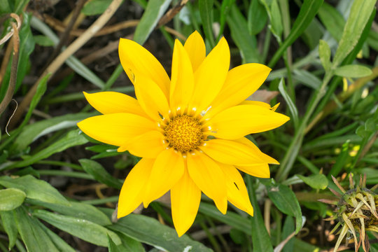 Yellow Blossom