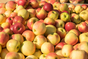 apple harvest
