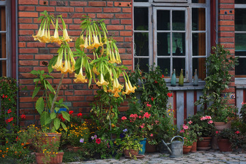 Brugmansia and other blooming flowers in front of a facade