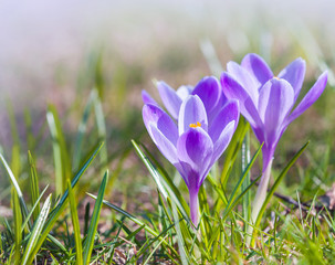 Crocus flowers on the spring meadow, macro photo