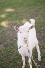 Naklejka na ściany i meble white goat on a leash