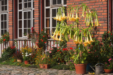 Fototapeta na wymiar Brugmansia and other blooming flowers in front of a facade