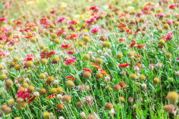 Red and yellow flowers on summer meadow