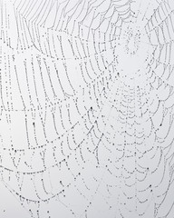 spider web with dewdrops against grey sky