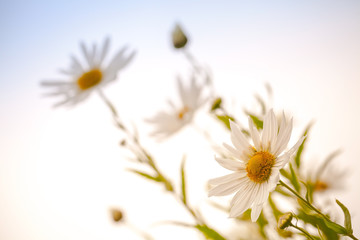 Macro photo of big white daisies above bright blue sky