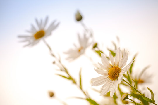 Fototapeta Macro photo of big white daisies above bright blue sky