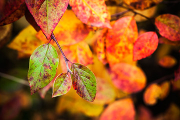 Fall season nature background. Bright colorful autumn leaves