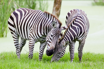 Fototapeta na wymiar young zebra with mom