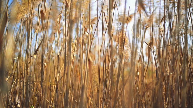 Dry reed grass on a sunny autumn day. 1920x1080 full hd footage.