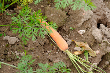 Carrot
