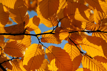autumn trees in park