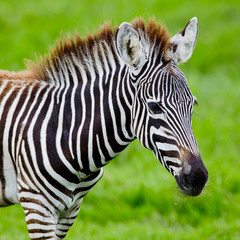 Fototapeta na wymiar A Headshot of a Burchell's Zebra