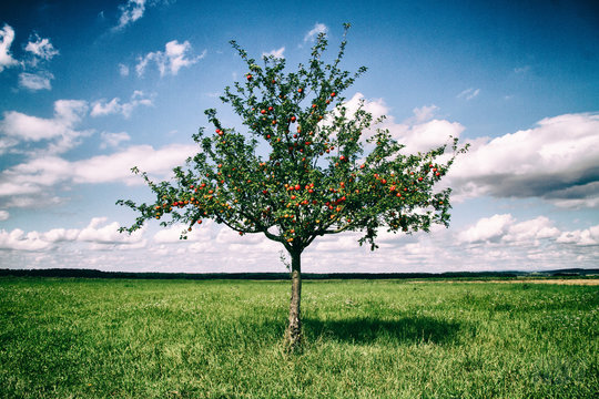 Apfelbaum