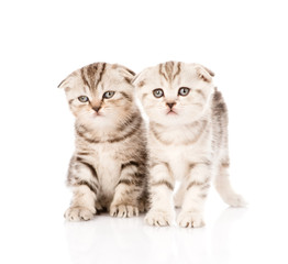 two taby kittens in front. isolated on white background