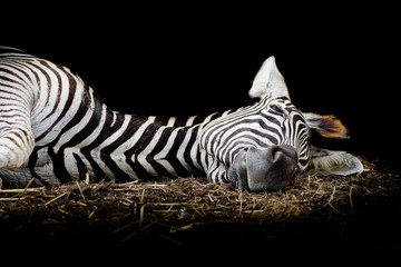 Zebra/African Zebra sleeping on field. - obrazy, fototapety, plakaty