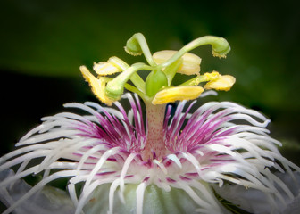 Obraz premium carpel