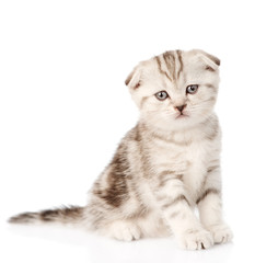 portrait lop-eared Scottish kitten looking at camera. isolated o