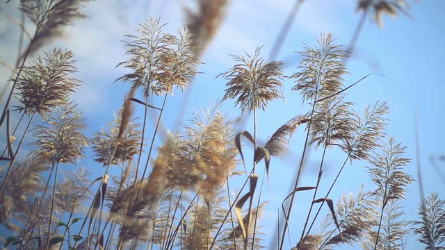 Dry reed grass on a sunny autumn day. 1920x1080 full hd footage.
