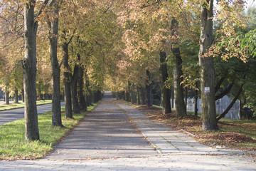 Obraz premium lipowa alejka