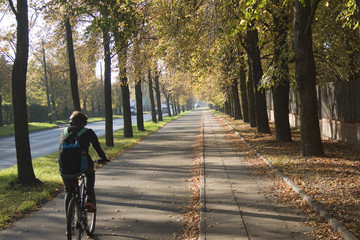 rowerzysta jadący lipową aleją, jesień w parku - obrazy, fototapety, plakaty