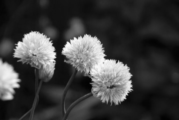 Three delicate blooms on a chive plant